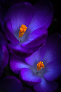 Close-up of purple crocus flower