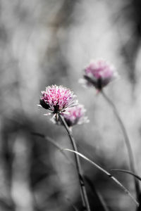 Close-up of pink thistle flower