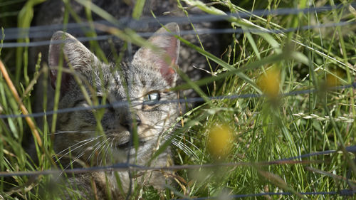 Close-up of lizard on grass