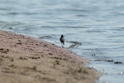 Seagull perching on a beach