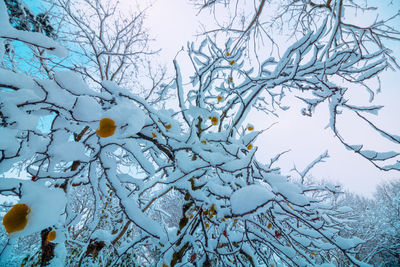 Low angle view of snow covered bare tree against sky