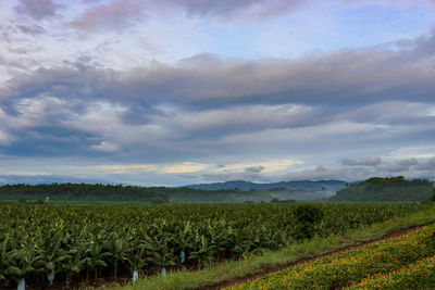 Scenic view of agricultural field against sky