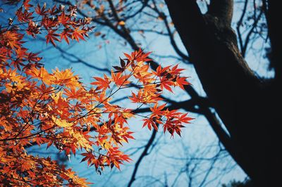 Low angle view of maple tree