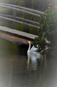 View of duck swimming in lake