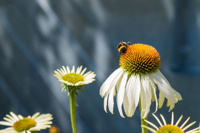 Close-up of bee on white flowering plant