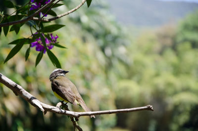 Bird perching on branch