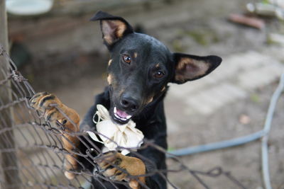 Close-up portrait of a dog