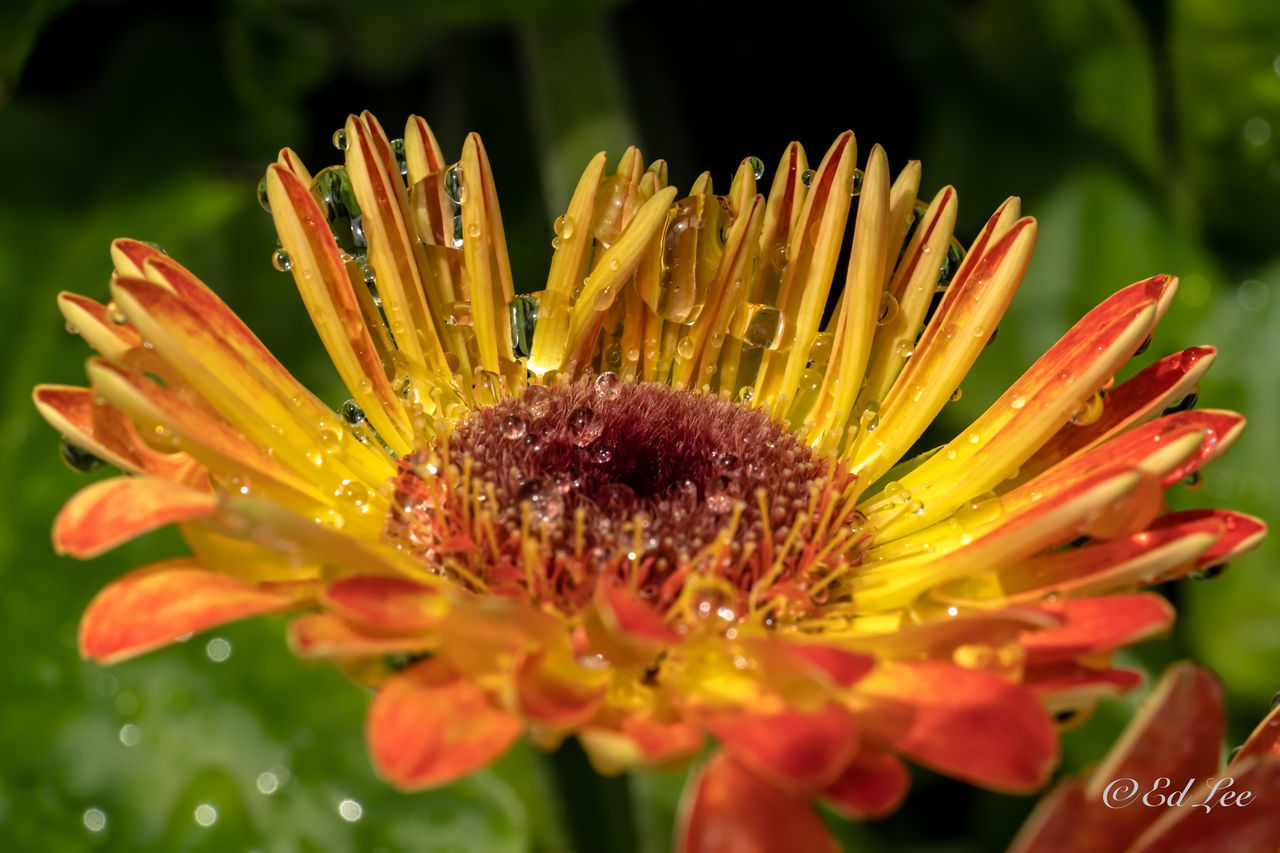 CLOSE-UP OF WET RED FLOWER