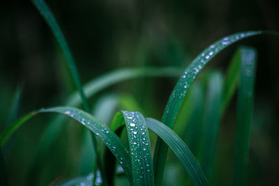 Close-up of wet plant
