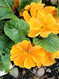 Close-up of yellow flowers blooming outdoors