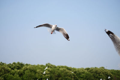 Low angle view of seagulls flying against clear sky