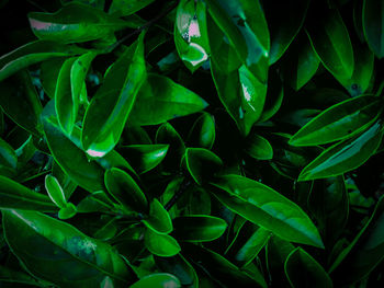 Full frame shot of fresh green leaves