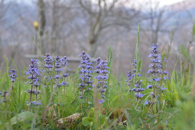 Close-up of purple flowers