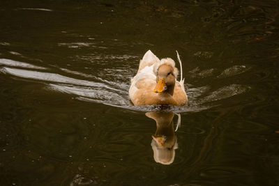 High angle view of duck swimming in lake