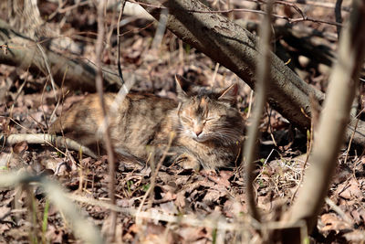 Close-up of a cat on field
