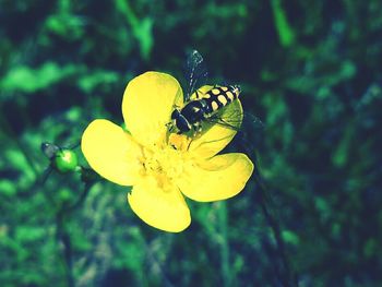 Close-up of insect pollinating flower