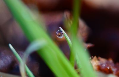Close-up of water drop on leaf