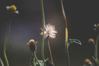 Close-up of thistle blooming outdoors