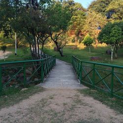 View of trees on field