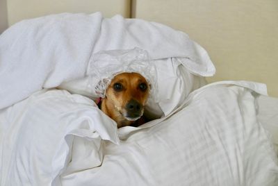 Portrait of puppy sitting on bed