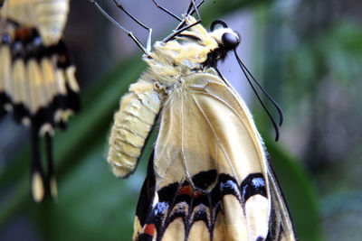 Close-up of butterfly on leaf