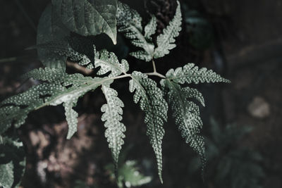 Close-up of leaves on tree during winter