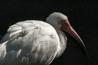 Side view of american white ibis