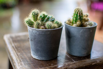 Close-up of cactus plant in pot