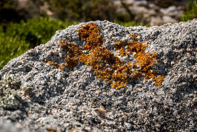 Close-up of lichen on rock