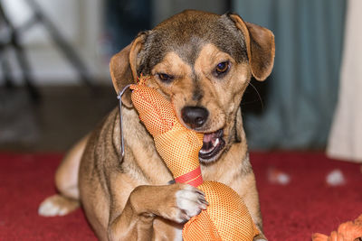 Close-up portrait of dog