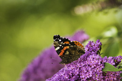 Close-up of butterfly on pink flower