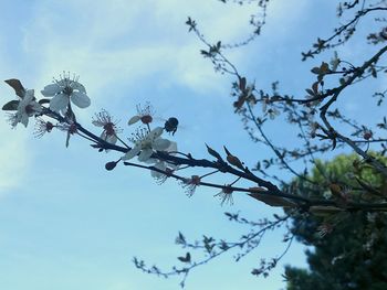 Low angle view of tree against sky