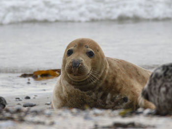 Seals in helgoland