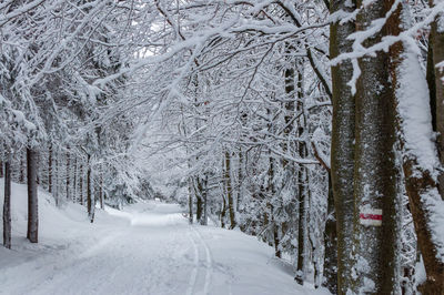 Snow covered land and trees