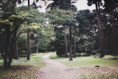 Road amidst trees in forest