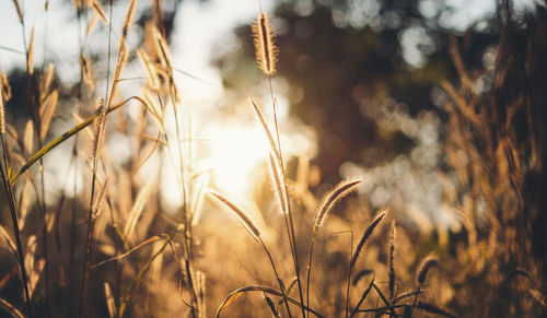 Close-up of stalks in field against bright sun