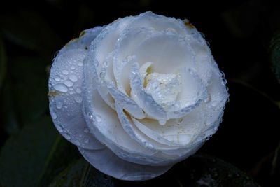 Close-up of wet white rose against black background