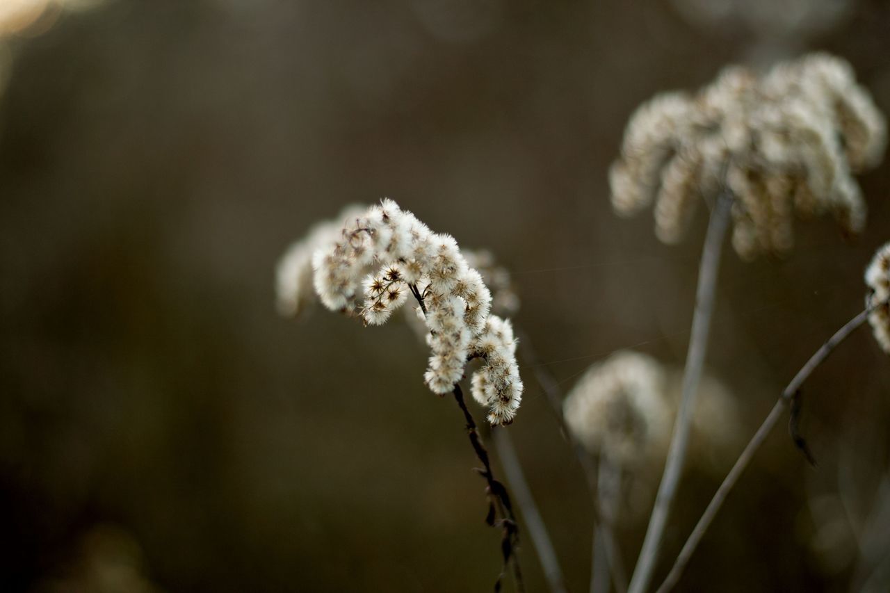 fragility, nature, plant, growth, beauty in nature, close-up, flower, no people, outdoors, day, flower head, freshness