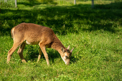 Side view of deer on field