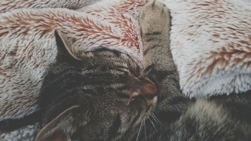 Close-up of tiger relaxing