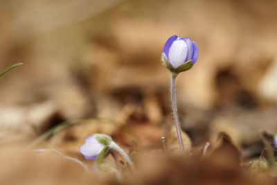 Close-up of purple flowering plant