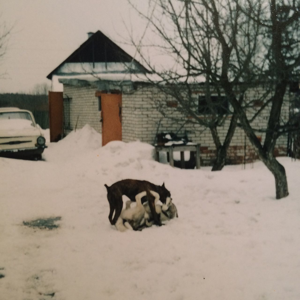 domestic animals, animal themes, mammal, snow, pets, dog, winter, cold temperature, one animal, season, architecture, building exterior, built structure, weather, covering, bare tree, relaxation, white color, house, field