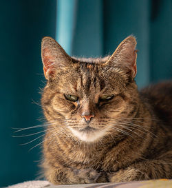 Close-up portrait of a cat looking away