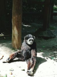 Monkey sitting on tree