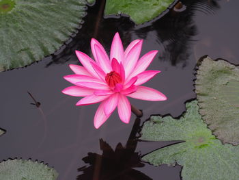 Close-up of pink water lily in lake