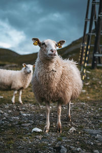 Portrait of sheep standing on field