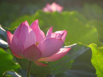 Close-up of pink lotus