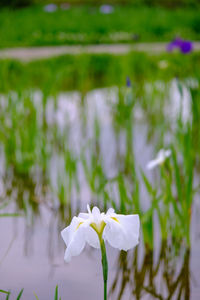 Close-up of white flowering plant