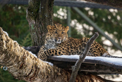 Close-up of a leopard on tree trunk