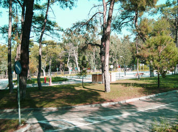 Trees in park